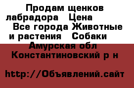 Продам щенков лабрадора › Цена ­ 20 000 - Все города Животные и растения » Собаки   . Амурская обл.,Константиновский р-н